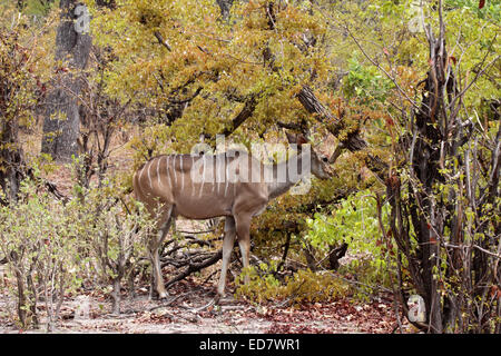 Mayor exploración de vaca en Mapani kudu woodland en Botswana