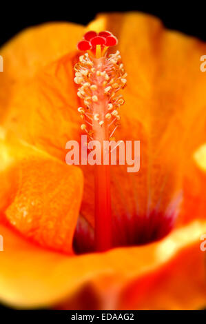 Hibiscus manihot fotografías e imágenes de alta resolución - Alamy