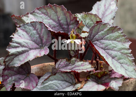 Begonia rex hybrid fotografías e imágenes de alta resolución - Alamy