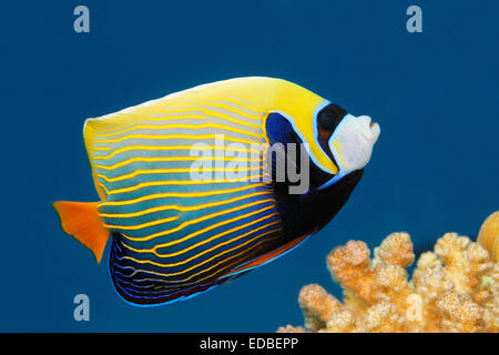 El pez ángel emperador (Pomacanthus imperator), la Gran Barrera de Coral, el Pacífico, Australia Foto de stock