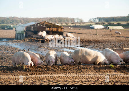 Intervalo libre del ganado porcino, Tunstall, Suffolk, Inglaterra, Reino Unido alimentar cerdos desde un comedero Foto de stock