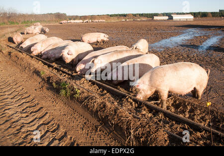 Intervalo libre del ganado porcino, Tunstall, Suffolk, Inglaterra, Reino Unido alimentar cerdos desde un comedero Foto de stock
