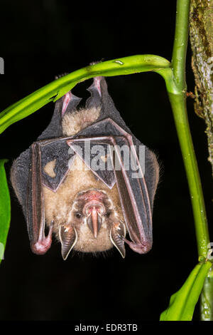Tienda de decisiones bat (Uroderma bilobatum) colgando de un árbol, Puerto Viejo, Limón, Costa Rica Foto de stock