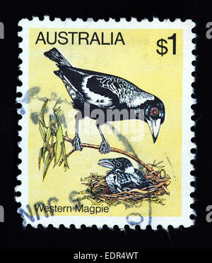 Utilizado y el matasellos Australia / Sello Australiano - Western Magpie Foto de stock