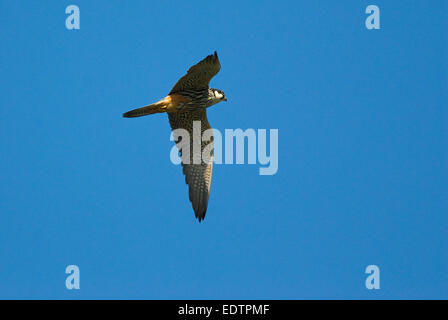 Hobby euroasiático (Falco Subbuteo) en vuelo, el delta del Danubio, Rumania, Europa Foto de stock