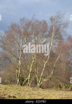 Abedul Plateado Betula pendula - árboles de invierno sobre Mendip Hills Foto de stock