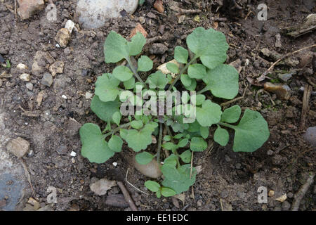 Roseta de hojas jóvenes bittercress peludo, Cardamine hirsuta, una