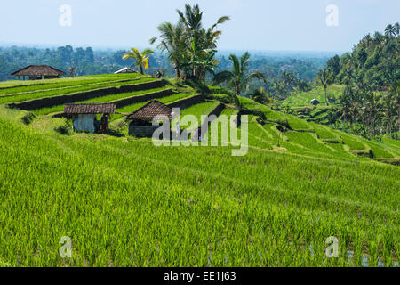 Terrazas de arroz, Jatiluwih, Sitio del Patrimonio Mundial de la UNESCO, en Bali, Indonesia, Sudeste Asiático, Asia Foto de stock