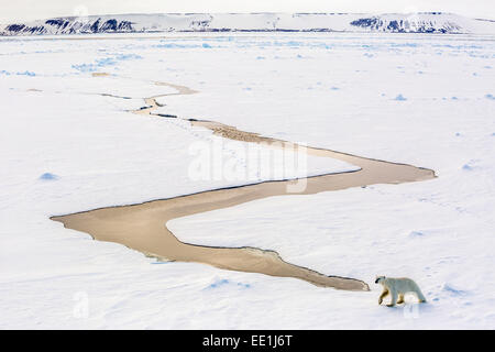 Adulto el oso polar (Ursus maritimus) en el primer año del hielo marino en el Estrecho de Olga, cerca Edgeoya, Svalbard, ártico, Noruega, Escandinavia