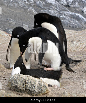 Un par de pingüinos Adelia en Cabo Royds, que es el caldo de cultivo más austral del mundo para la Antártida la icónica seabird. Menos de 2.000 parejas reproductoras, regresar a la colonia cada año durante el verano para poner huevos y criar a sus polluelos. Foto de stock