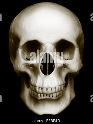 Cráneo humano aislado sobre fondo oscuro Foto de stock