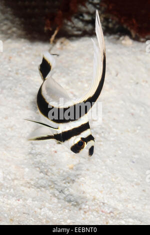 Tambor, manchada juvenil Equetus punctatus, Bonaire, Mar Caribe, Países Bajos, del Caribe Foto de stock