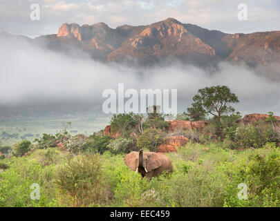 Elefante en el hermoso paisaje de Tsavo West National Park, Kenia Foto de stock