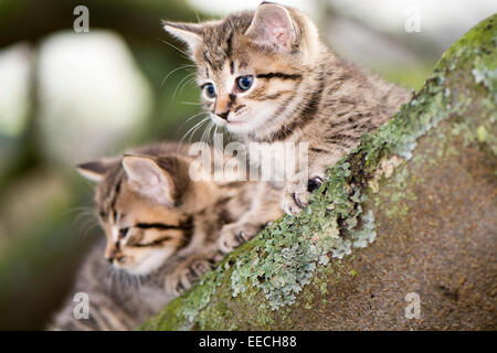 Atigrado gatitos jugando afuera en una madera, UK