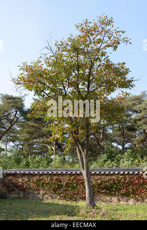 Árbol de caqui contra la pared del techo de azulejos tradicionales de Corea Foto de stock