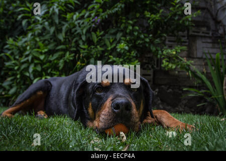 Precioso pura raza rottweiler perro está jugando con una pelota de goma en el jardín en un día de verano Foto de stock