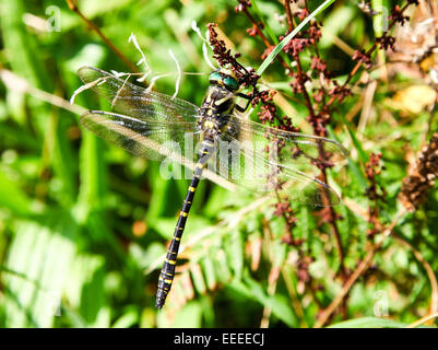 Dorado macho Dragonfly (Cordulegaster boltonii anillado) insecto Cornwall South West England Reino Unido Foto de stock
