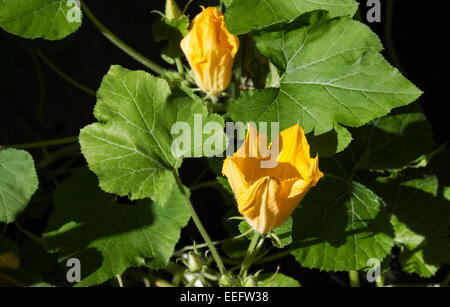 /Calabacín Calabacín (Los extractos provenientes de Curcubita pepo) Planta en flor Foto de stock