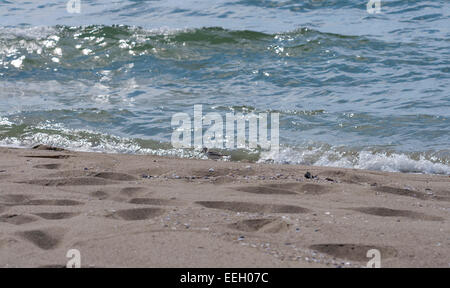 Mar y playa sandpiper alimentándose en la Toscana, Italia. Foto de stock