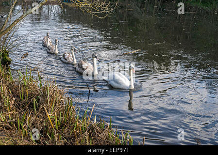 Una familia de silenciar cisnes nadando en el Estanque Blackford, Edimburgo, Escocia, Reino Unido. Foto de stock