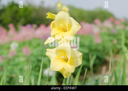 Gladiolus o espada lirio bulbosa perenne de un género de plantas con flores en la familia de iris (Iridaceae) Foto de stock