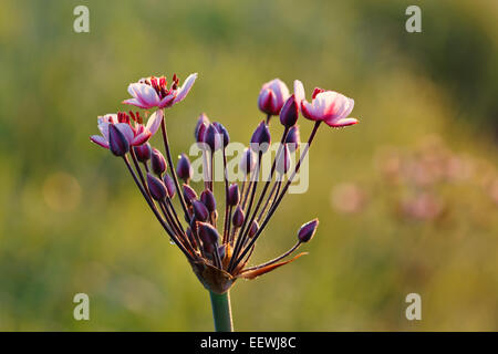 Floración Rush (Butomus umbellatus), completar la flor, la Reserva de la Biosfera del Elba medio, Sajonia-Anhalt, Alemania Foto de stock