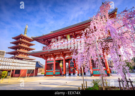 Tokio, Japón en el Templo Sensoji Hozomon Gate en el distrito Asakusa en la primavera.
