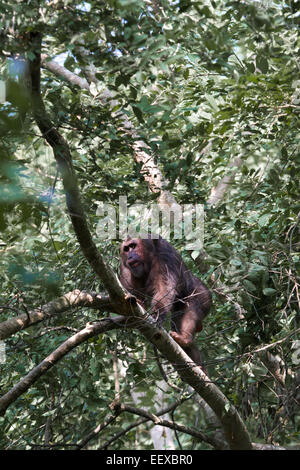 Stump macho-cola macaco (Macaca arctoides), también llamado el Oso, macaco es una especie de macaco, encontrado en Tailandia y Asia. Foto de stock