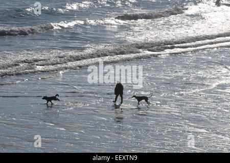 Una mujer llega a sus dos perros a lo largo de una playa de Cornualles
