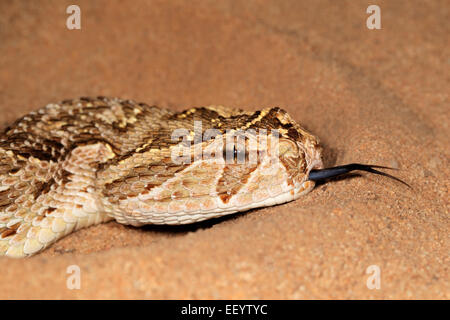 Close-up de una bocanada Bitis arietans Serpiente (Snake) con moviendo la lengua Foto de stock