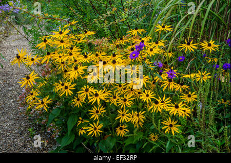 Rudbeckia 'Deamii' y Aster floración en las fronteras al lado de un camino de gravilla- El Jardín de Picton, Worcester Foto de stock