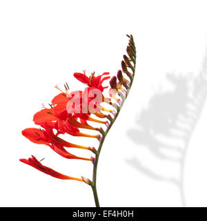Flor de Fresia rojas en flor aislado en blanco. Cerca de plantas de jardín Foto de stock