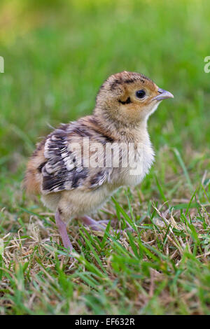 Faisán común (Phasianus colchicus) chick en pradera Foto de stock