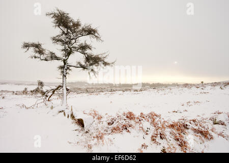 Snowy Dartmoor escena. Foto de stock