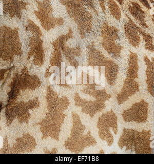 Piel de cuero auténtico Girafta jirafa (camelopardalis) Foto de stock