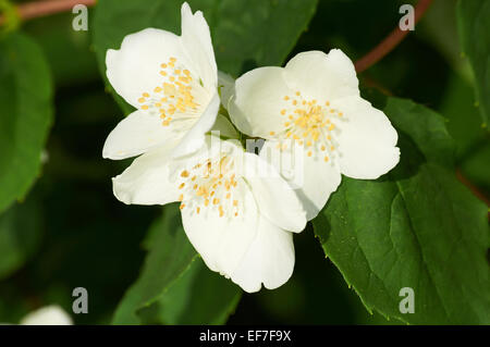 Flor de jazmín creciendo en el arbusto en el jardín, floral   floreciendo rama de jazmí blanco   foco Fotografía de stock - Alamy