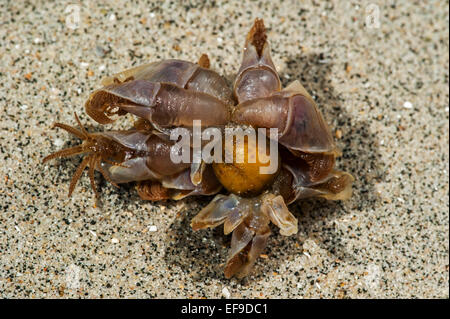 Percebes azul / boya barnacle / azul acechado percebe (Lepas fascicularis / Dosima fascicularis) lavados en la playa Foto de stock