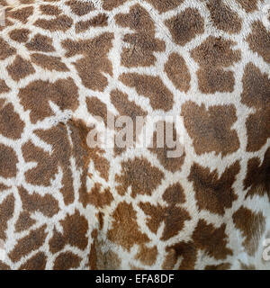 Piel de cuero auténtico Girafta jirafa (camelopardalis) Foto de stock