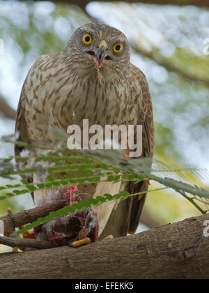 Eurasiática Gavilán (Accipiter nisus) con bulbul matar