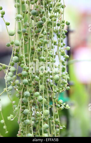 Collar de perlas Senecio rowleyanus suculentos Foto de stock