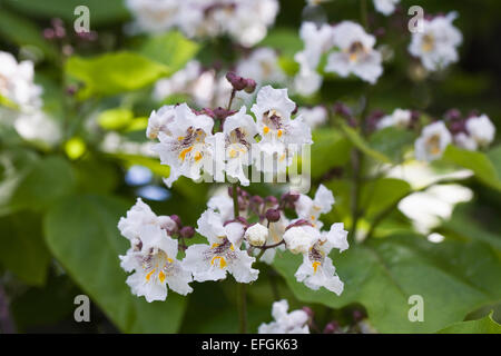 Catalpa bignonioides flor. Bean indio árbol.