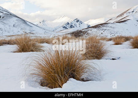 Cespitosas hierba en nieve en Lindis Pass, paisajes de montaña, Otago, Isla del Sur, Nueva Zelanda