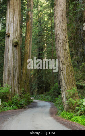 Howland Hill Road serpentea a través de secuoyas (Sequoia sempervirens) en el Parque Nacional Redwood y Jedediah Smith Redwoods Sta. Foto de stock