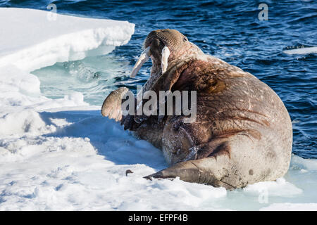Toro adulto la morsa del Atlántico (Odobenus rosmarus rosmarus) rodar sobre su espalda sobre hielo en Storfjorden, Svalbard, Noruega, Escandinavia