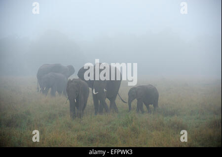 El elefante africano (Loxodonta africana), familia de elefantes en la niebla, Maasai Mara, Kenia