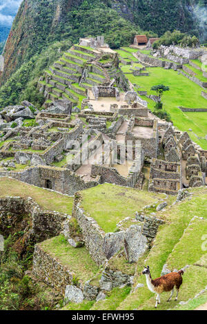 Vista vertical de llama con las ruinas incas de Machu Picchu en el fondo Foto de stock