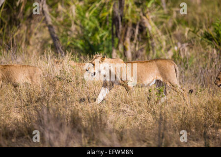 Orgullo de leones caminando en África Foto de stock