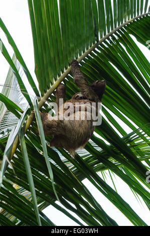 Hembra marrón-throated pereza con su bebé acurrucado contra su barriga, subiendo una hoja de palmera, Costa Rica, Centroamérica