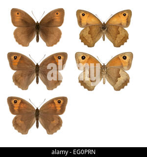 Meadow Brown - Maniola jurtina - macho (fila superior) - hembra (oriente & filas inferiores).