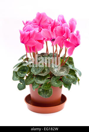 Florists cyclamen cyclamen persicum hybride fotografías e imágenes de alta  resolución - Alamy